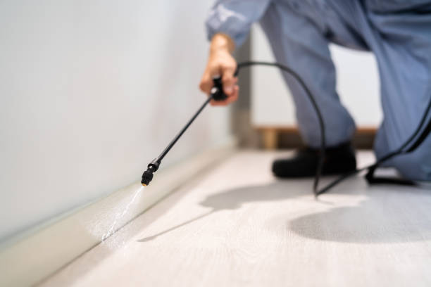 Licensed Ant Control service in Marshall, MI - Show Me Pest Control